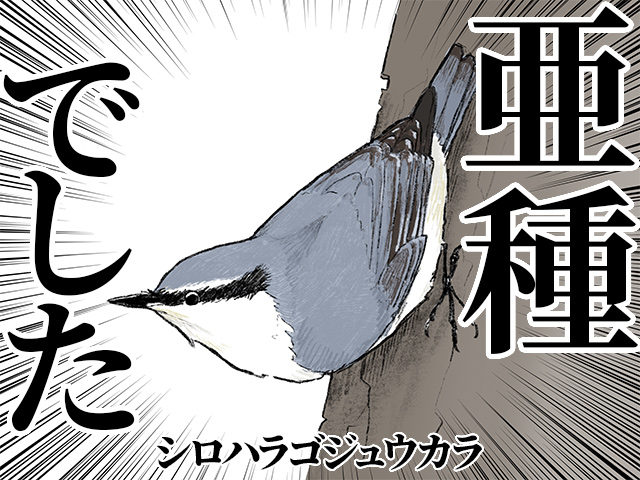 ゴジュウカラの北海道亜種「シロハラゴジュウカラ」