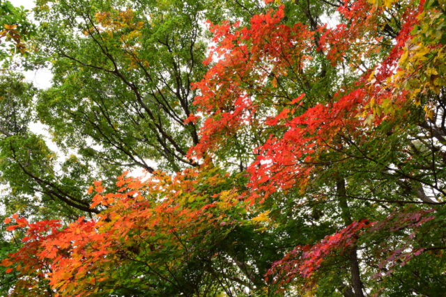 10月半ば、札幌の紅葉（撮影：ルチアナ）