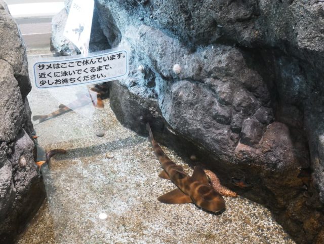 ナマコを抱き枕にして休むネコザメ　その姿は完全にネコである（マリンピア日本海/新潟県）