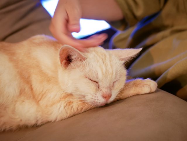 写真：猫カフェの猫を撫でる風野湊さん