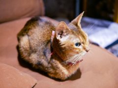 写真：猫カフェ 香箱座りの猫