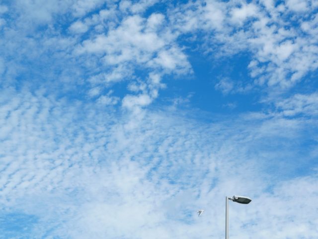 写真：うろこ雲の広がる青空と、滑空しているユリカモメ