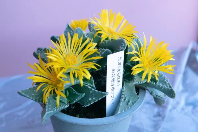 写真:フォーカリア(品種「荒波」)タンポポに似た黄色い花を咲かせた多肉植物