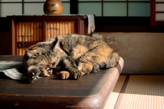 写真：河井寛次郎記念館 1階の日の当たる居室で寝ている看板猫の「えき」ちゃん