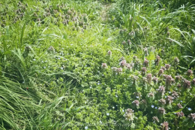 写真：ヒメオドリコソウ・オオイヌノフグリなどの群生