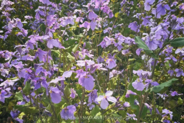 写真：オオアラセイトウの群生